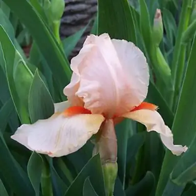 Ирис ПАТИ ДРЕСС бородатый в Горках