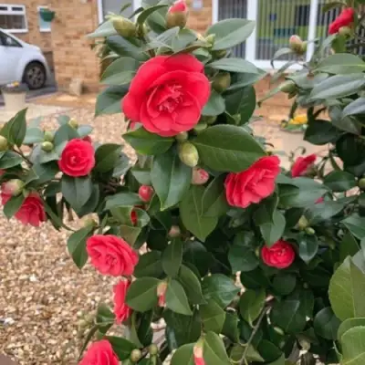 Камелия ЛЕДИ КЭМПБЕЛЛ в Горках