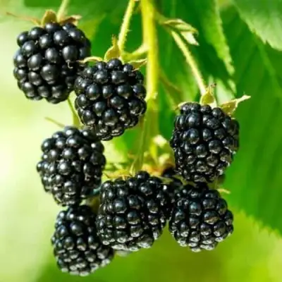 Ежевика КИТАНИНИ бесшипная  в Горках