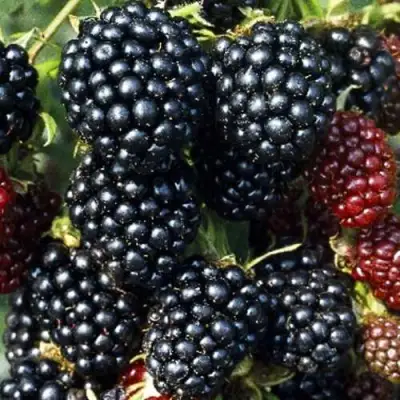 Ежевика ЭВЕРГРИН бесшипная  в Горках