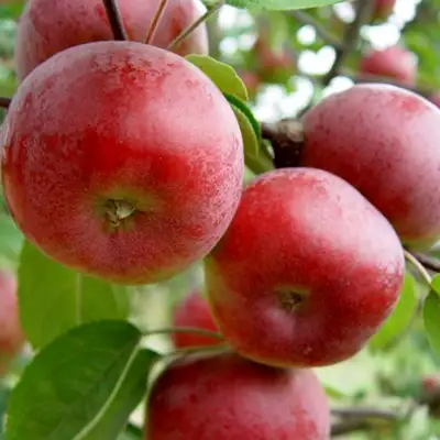 Яблоня ПОСПЕХ в Горках