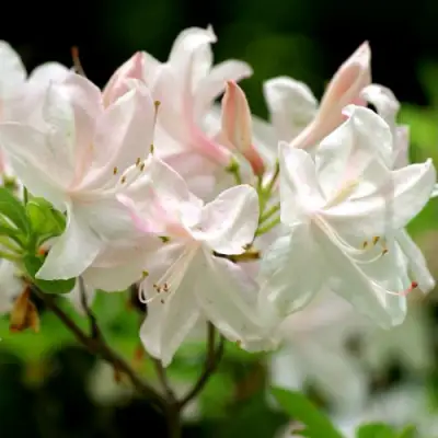 Азалия УАЙТ ЛАЙТС листопадная в Горках