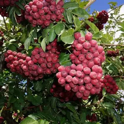 Рябина ТИТАН сладкоплодная  в Горках