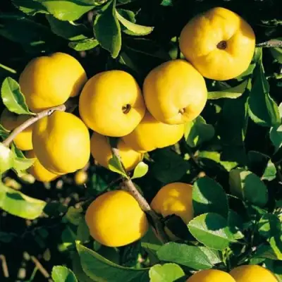 Айва ЦЕЗАРЬ в Горках