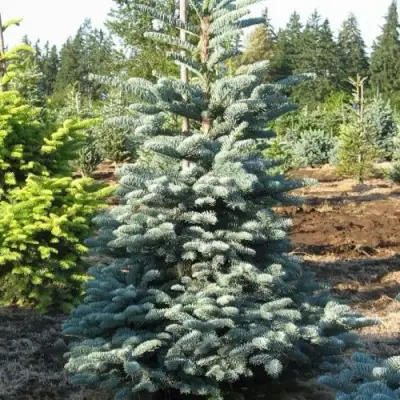 Пихта благородная в Горках