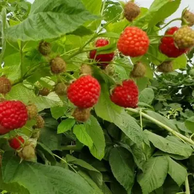 Малина КВЕЛЛИ в Горках