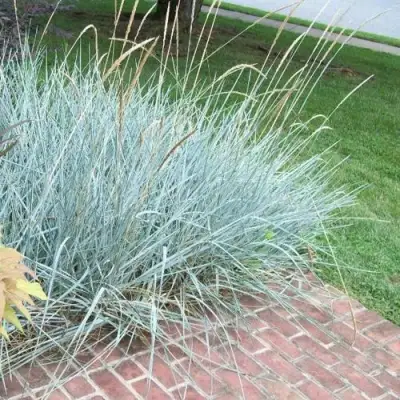 Элимус БЛЮ ДЮН песчаный в Горках