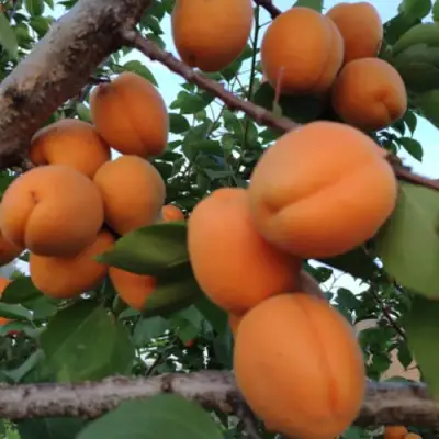 Абрикос ГОЛД РИЧ в Горках