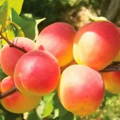 Абрикос NJA-19 в Горках