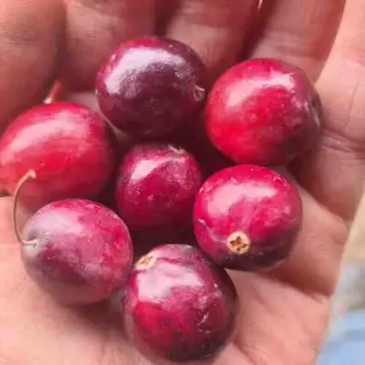 Клюква БАИН 6 в Горках