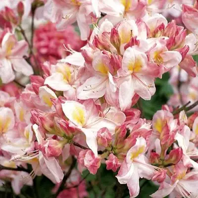 Азалия САТОМИ японская в Горках