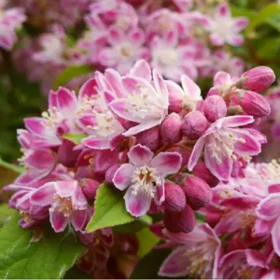 Дейция СТРОБЕРРИ ФИЛДС  в Горках