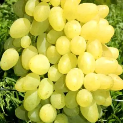 Виноград ЗАРНИЦА в Горках