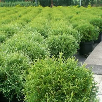 Туя ТИНИ ТИМ западная в Горках