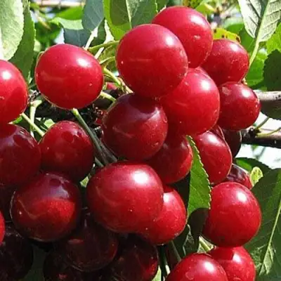 Вишня ГЛУБОКСКАЯ в Горках