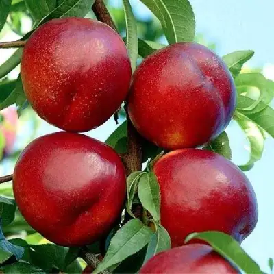 Нектарин БИГ-ТОП в Горках