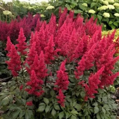 Астильба ФАНАЛ в Горках