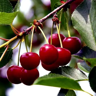 Вишня РИВАЛ в Горках