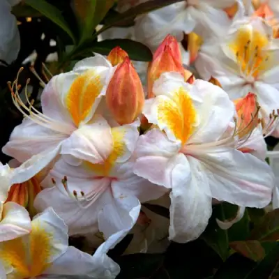 Азалия СИЛЬВЕР СЛИППЕР листопадная в Горках