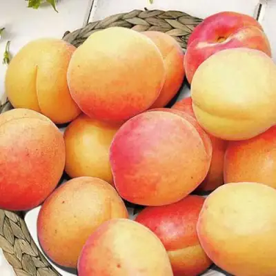 Абрикос УЛЬЯНИХИНСКИЙ в Горках