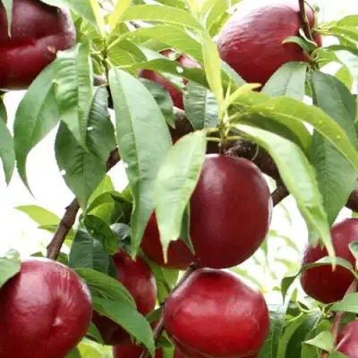 Нектарин ФАНТАЗИЯ в Горках