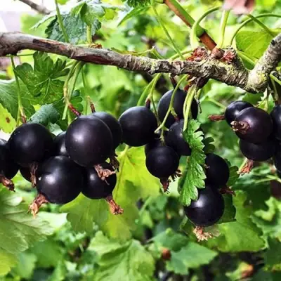 Йошта КРЫМСКАЯ в Горках