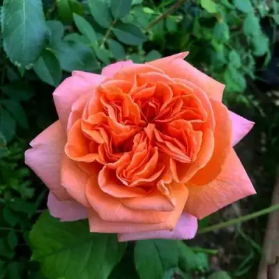 Роза РЕНЕ ГОССИНИ чайно-гибридная в Горках