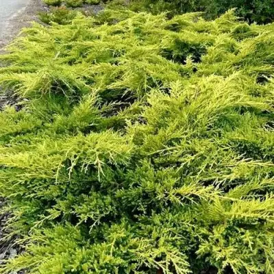 Можжевельник ОЛД ГОЛД средний в Горках