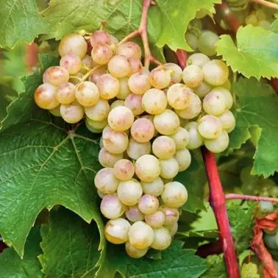 Виноград КРИСТАЛЛ в Горках