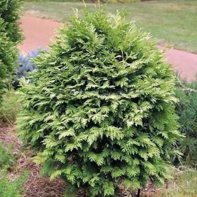 Туя ВАРЕАНА ЛЮТЕСЦЕНС западная в Горках