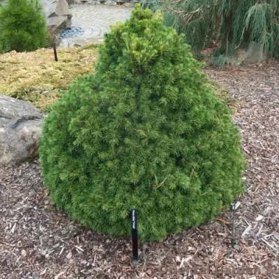 Ель ТОМПА обыкновенная в Горках