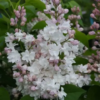 Сирень КРАСАВИЦА МОСКВЫ в Горках