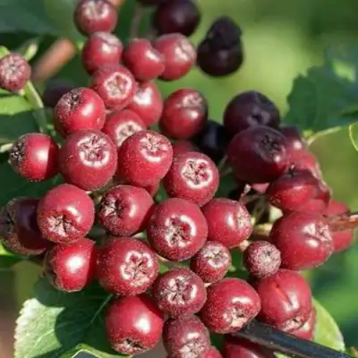 Рябина БУРКА сладкоплодная в Горках