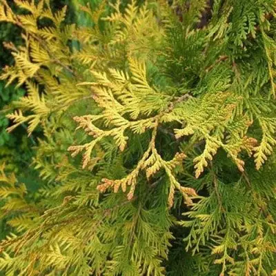 Туя ГОЛДЕН БРАБАНТ западная в Горках