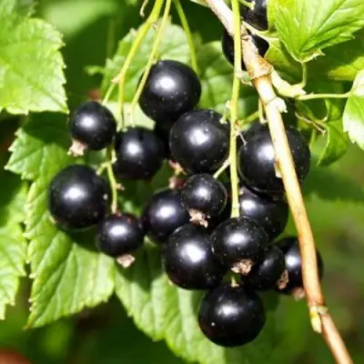 Смородина чёрная ПАМЯТЬ ВАВИЛОВА в Горках