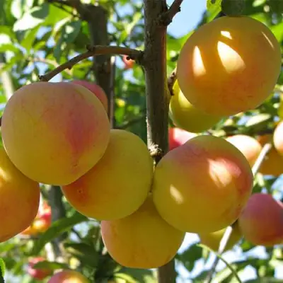 Слива ВЕТРАЗЬ-2 в Горках