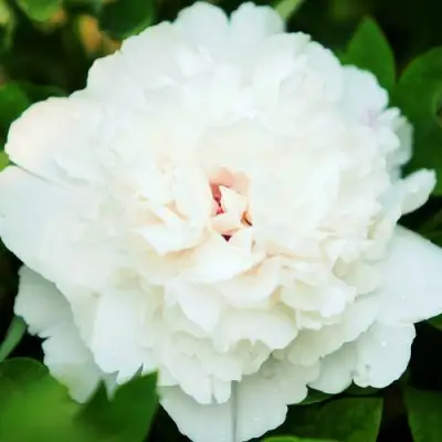 Пион СНЕЖНАЯ КРЕПОСТЬ древовидный в Горках