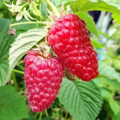 Малина ПШЕХИБА в Горках