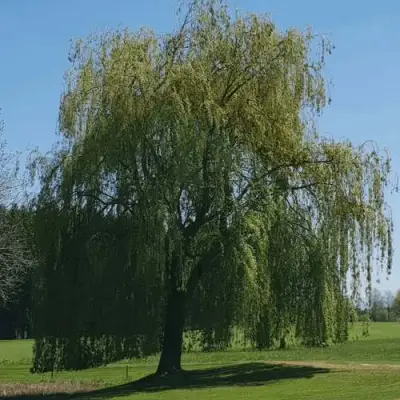 Ива белая в Горках