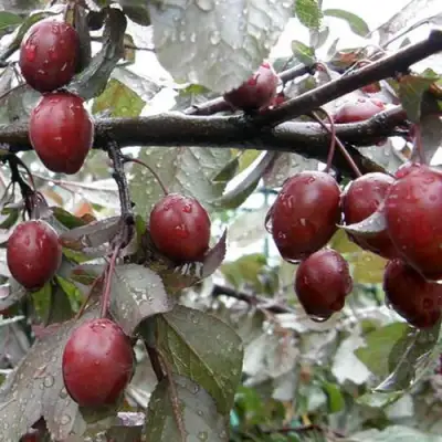 Слива НИГРА растопыреная в Горках