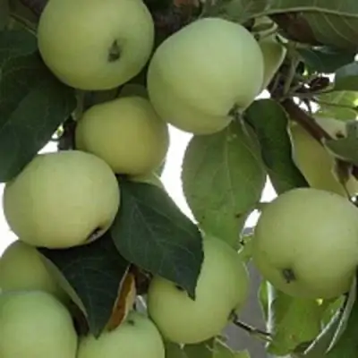 Яблоня ПАПИРОВКА в Горках