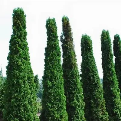 Туя ДЕГРУТ СПАЙР западная в Горках