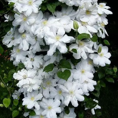 Клематис ТОКИ в Горках