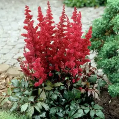 Астильба ГРАНАТ Арендса в Горках
