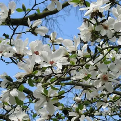 Магнолия АЛЬБА СУПЕРБА в Горках
