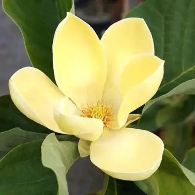 Магнолия ЕЛЛОУ ЛАНТЕРН в Горках