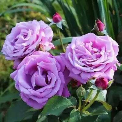 Роза ШАРЛЬ ДЕ ГОЛЛЬ чайно-гибридная в Горках