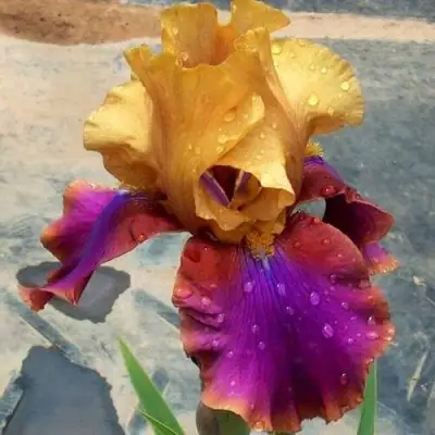 Ирис ГАЛА МАДРИД бородатый в Горках