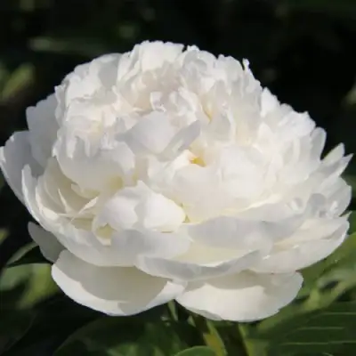 Пион СНЕЖНАЯ КРЕПОСТЬ древовидный в Горках