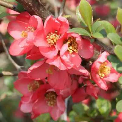 Айва ПИНК КВИН в Горках